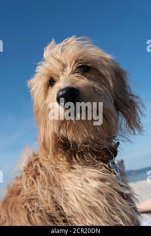 Portrait d'un jeune chien (Mini Goldendoodle) Banque D'Images