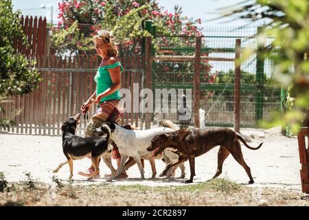 Les femmes marchant avec un paquet de chiens dans le parc d'un abri pour chiens. Banque D'Images