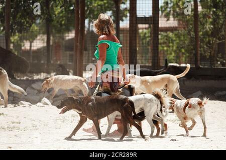 Les femmes marchant avec un paquet de chiens dans le parc d'un abri pour chiens. Banque D'Images