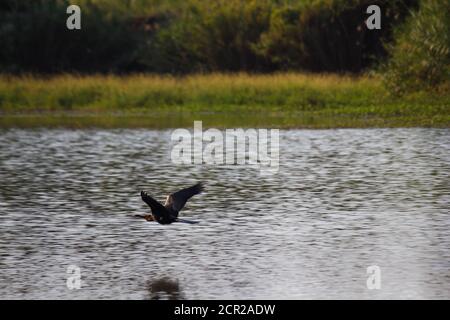 Scène fluviale avec oiseau Darter africain (Anhinga rufa) Banque D'Images