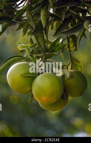 Les oranges non cultivées sur la branche de l'arbre vue rapprochée Banque D'Images