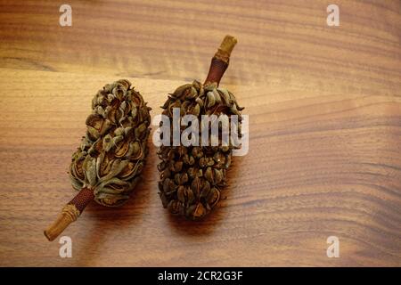 Cônes de magnoila séchés sur fond en bois Banque D'Images