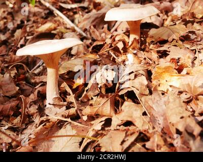 Gros plan d'un champignon appelé la calotte de la mort en automne sec feuilles Banque D'Images