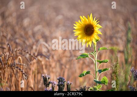 Tournesol (Helianthus annuus) devant les épis de maïs dans le champ de blé, Bade-Wurtemberg, Allemagne Banque D'Images