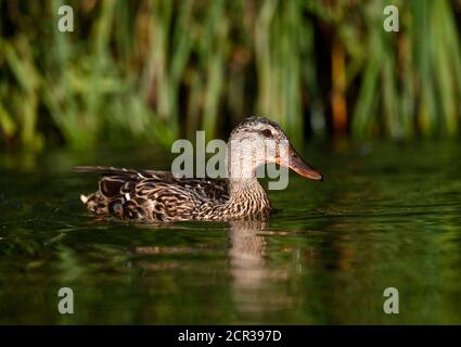 Mallard (Anas plathyrhynchos), femelle, jeune animal, nain dans l'eau, Bade-Wurtemberg, Allemagne Banque D'Images