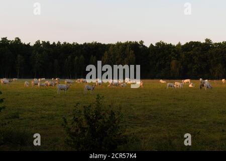 Vaches sur une prairie au lever du soleil en été Banque D'Images