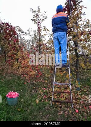 Récolte. Un homme senior descend des pommes debout sur un escalier dans le jardin à la fin de l'automne Banque D'Images