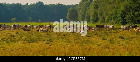 Vaches sur une prairie au lever du soleil en été, Panorama Banque D'Images