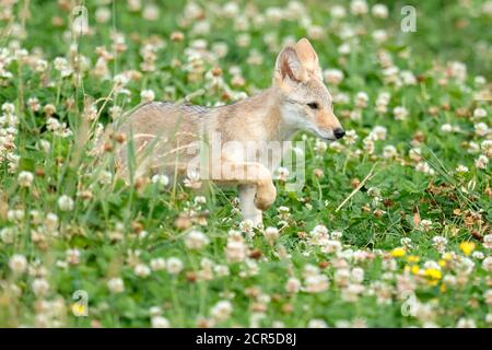 Le Coyote (Canis latrans) Banque D'Images