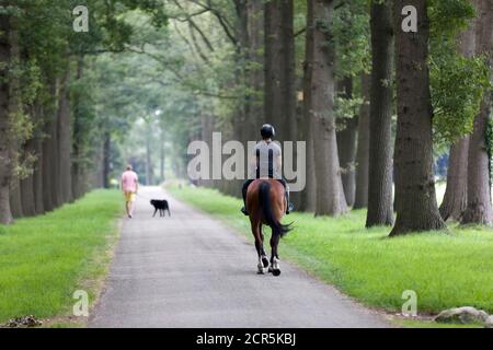 Cheval pilote et marcheur avec chien sur une avenue le matin, Lochem, pays-Bas Banque D'Images