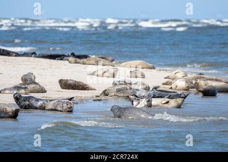 Allemagne, Basse-Saxe, Juist, phoques communs (Phoca vitulina) et phoques gris (Halichoerus grypus) sur la plaque de Kachelotplate. Banque D'Images