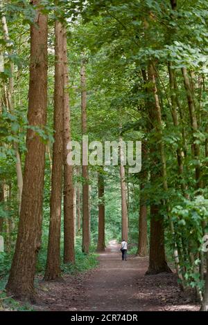 promeneur solitaire dans la forêt Banque D'Images