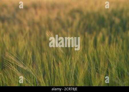 Épis de blé dans le champ de blé, Bade-Wurtemberg, Allemagne Banque D'Images