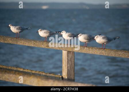 Allemagne, Mecklembourg-Poméranie occidentale, Sassnitz, cinq mouettes assises sur la jetée verrouillée, île de Ruegen, Mer Baltique Banque D'Images