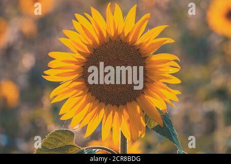 Tournesol, Helianthus annuus, Alb souabe, Bade-Wurtemberg, Allemagne, Europe Banque D'Images