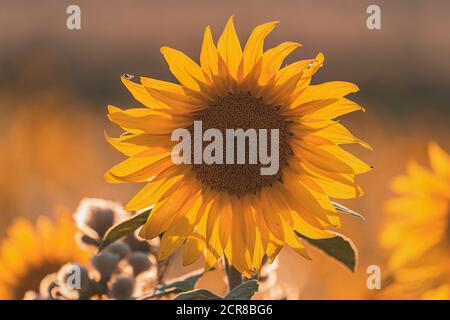 Tournesol, Helianthus annuus, Alb souabe, Bade-Wurtemberg, Allemagne, Europe Banque D'Images