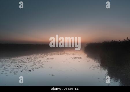 Brouillard, lever du soleil, Federsee, Bad Buchau, Haut-Swabia, Bade-Wurtemberg, Allemagne, Europe Banque D'Images