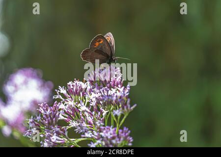 Mohrenfalter à œil rond, Erebia medusa, papillon, insecte, Autriche, Europe Banque D'Images