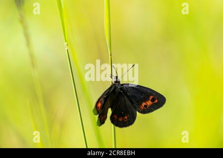 Mohrenfalter à œil rond, Erebia medusa, papillon, insecte, Autriche, Europe Banque D'Images