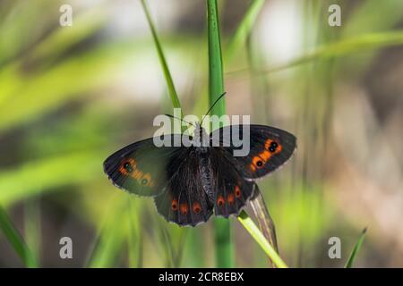 Mohrenfalter à œil rond, Erebia medusa, papillon, insecte, Autriche, Europe Banque D'Images