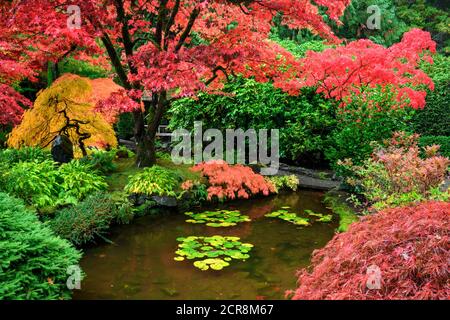 Superbes érable japonais dans les jardins Butchart Banque D'Images