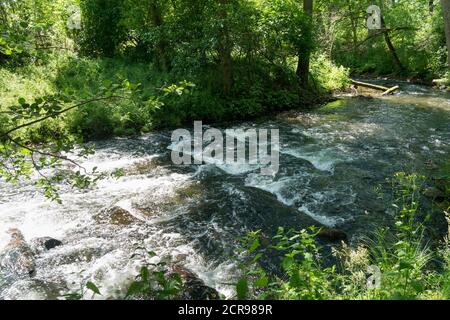 Rhin Rheinsberger, ruisseau d'eau sauvage Banque D'Images