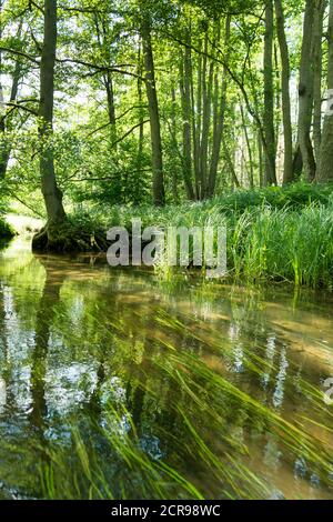 Rhin Rheinsberger, Wildwasserbach, Forêt d'Alder Noire Banque D'Images