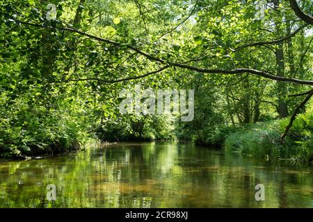 Rhin Rheinsberger, Wildwasserbach, Forêt d'Alder Noire Banque D'Images