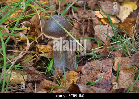 Belle boulete de bouleau gros plan, Leccinum scabrum dans la forêt d'automne gros plan. Banque D'Images