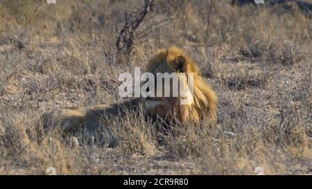 Lion dans la casserole d'Etosha Banque D'Images