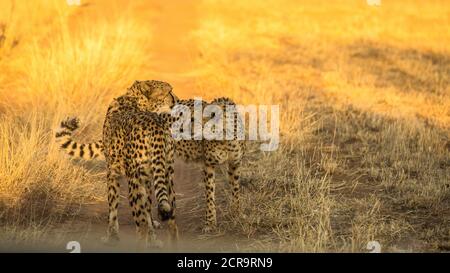 Cheetahs dans la Fondation AfriCat Banque D'Images