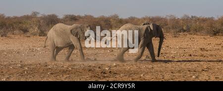 Deux éléphants sur le chemin du trou d'eau Banque D'Images