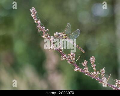 Dard commun, Sympetrum vulgatum, femelle Banque D'Images