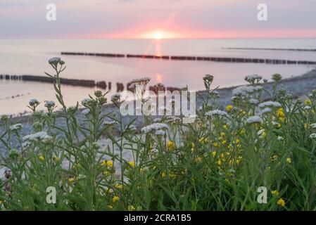 Allemagne, Mecklembourg-Poméranie occidentale, Dranske, coucher de soleil sur la plage, île de Ruegen, Mer Baltique Banque D'Images