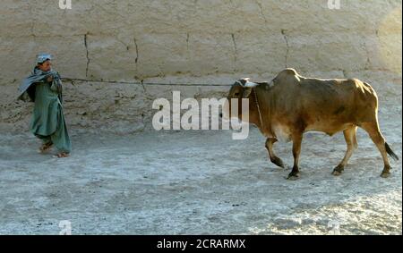 An Afghan Boy Pulls A Cow In A Street In Morghab 300 Km 186 Miles North Of Herat September 15 05 Taliban Guerrillas Will Fail If They Try To Derail This Weekend S