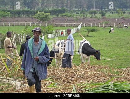 2009 - Le Rwanda et les producteurs laitiers Holstein vaches dans un champ Banque D'Images