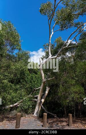 Un arbre de forme inhabituelle qui pousse dans un parc national parmi végétation indigène Banque D'Images