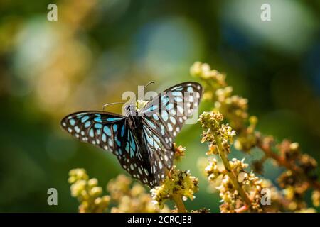 Un papillon tigre bleu suçant le nectar d'une fleur Banque D'Images