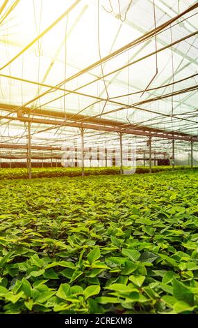 Jeunes plantes poinsettia poussant dans une très grande pépinière Banque D'Images