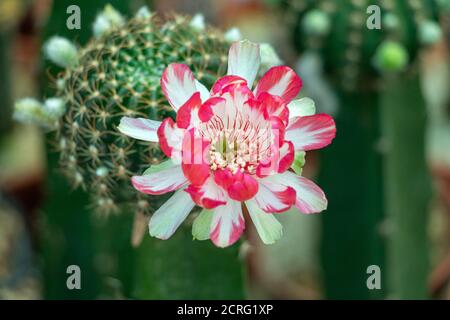 Une fleur rouge de cactus (Lobivia). Un cactus de floraison dans le jardin. Banque D'Images