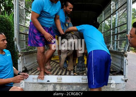 Fah Jam A Five Month Old Baby Elephant Is Pictured In Her Enclosure At The Nong Nooch Tropical Garden In Pattaya Thailand January 5 17 The Baby Elephant Was Injured At Three Months Old