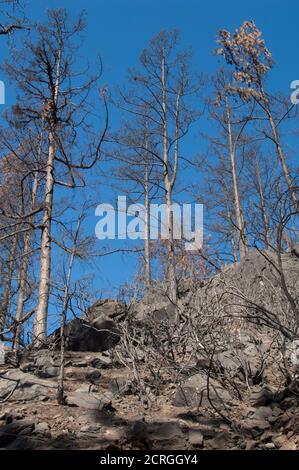 Forêt brûlée de pin de l'île des Canaries Pinus canariensis. Réserve naturelle intégrale de l'Inagua. Tejeda. Grande Canarie. Îles Canaries. Espagne. Banque D'Images