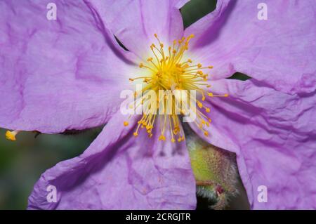 Fleur de Cistus horrens dans la réserve naturelle intégrale d'Inagua. Grande Canarie. Îles Canaries. Espagne. Banque D'Images