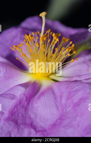 Fleur de Cistus horrens dans la réserve naturelle intégrale d'Inagua. Grande Canarie. Îles Canaries. Espagne. Banque D'Images