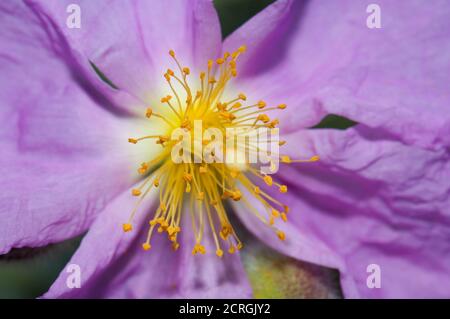 Fleur de Cistus horrens dans la réserve naturelle intégrale d'Inagua. Grande Canarie. Îles Canaries. Espagne. Banque D'Images