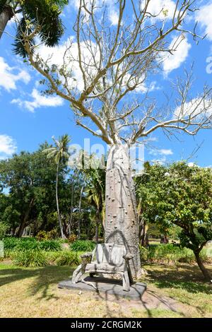 Banc rustique devant un Boab australien (Adansonia gregorii), jardins botaniques George Brown Darwin, Darwin, territoire du Nord, territoire du Nord, Australie Banque D'Images