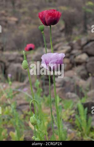 Fleurs de coquelicots communs Papaver rhoeas. Ravine d'Inagua. Le parc rural Nublo. Aldea de San Nicolas de Tolentino. Grande Canarie. Îles Canaries. Espagne. Banque D'Images