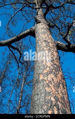 PIN de l'île des Canaries brûlé Pinus canariensis huit mois après un incendie. Réserve naturelle intégrale de l'Inagua. Grande Canarie. Espagne. Banque D'Images