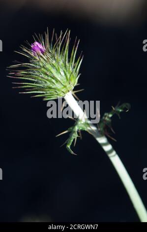 Bourgeon de chardon de lait violet Galatites tomentosa. Pajonales. Réserve naturelle intégrale de l'Inagua. Tejeda. Grande Canarie. Îles Canaries. Espagne. Banque D'Images