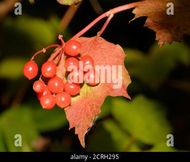 Guelder-rose - Viburnum opulus, baies rouges et feuilles Banque D'Images